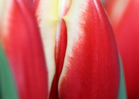 Tulipa Leen van der Mark (4)